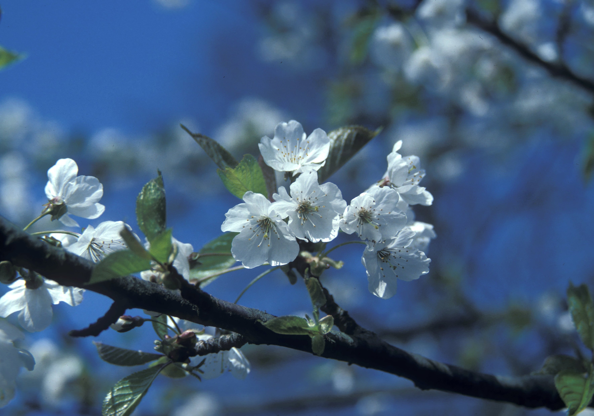 Wild Cherry Tree Height
